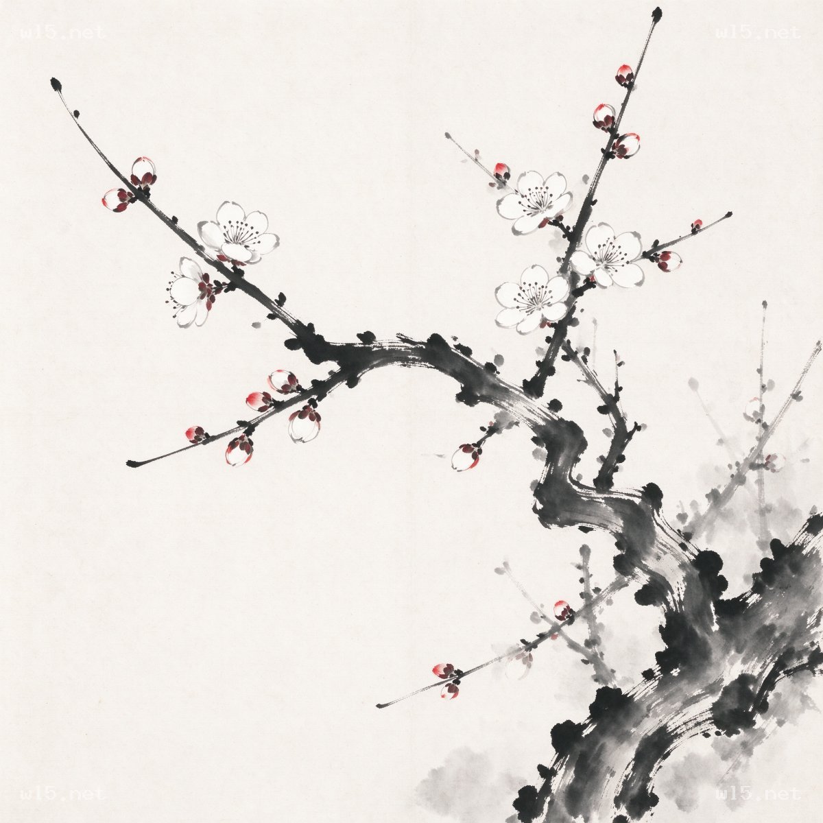 水墨白梅图,国画、白梅、水墨、东方美学、花卉