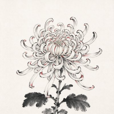 水墨菊花写生图 · 水墨花鸟、白菊、工兼写、宣纸底、国风绘画